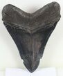 Large, Fossil Megalodon Tooth - Serrated Blade #56507-2